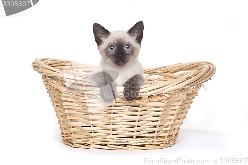 Image of Siamese Kittens on a White Background