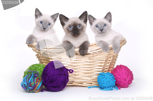 Image of Siamese Kittens on White Background With Yarn