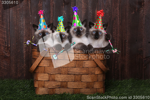 Image of Siamese Kittens Celebrating a Birthday With Hats