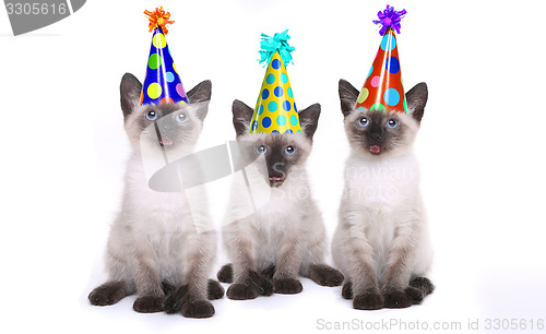 Image of Siamese Kittens Celebrating a Birthday With Hats