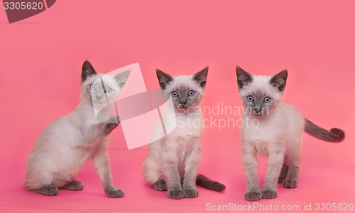 Image of Siamese Kittens on Bright Colorful Background