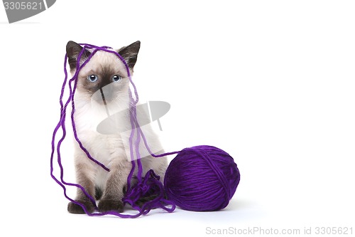 Image of Siamese Kittens on White Background With Yarn