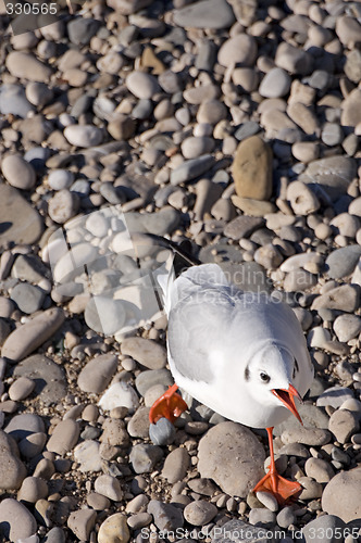 Image of Seagull