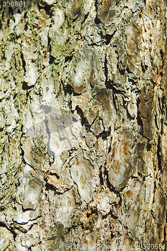 Image of Pine bark