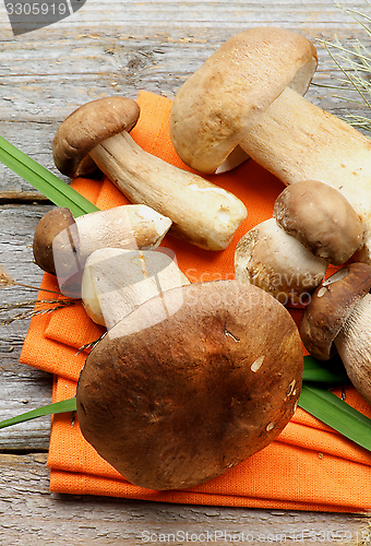 Image of Boletus Mushrooms