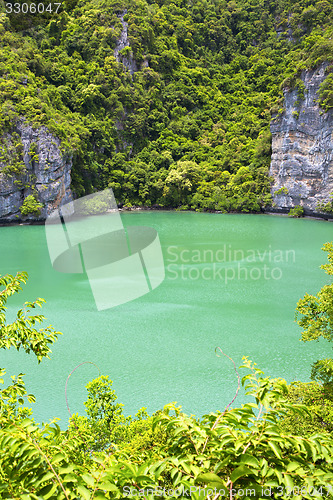 Image of  coastline of a green lagoon and tree   