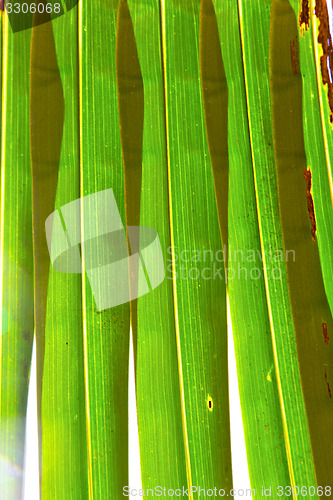 Image of    abstract  thailand in the light  leaf and his veins  
