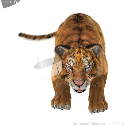 Image of Tiger