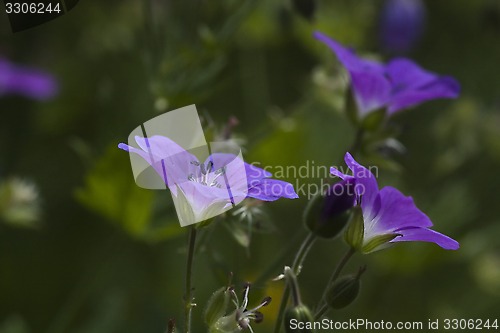 Image of woodland geraniums