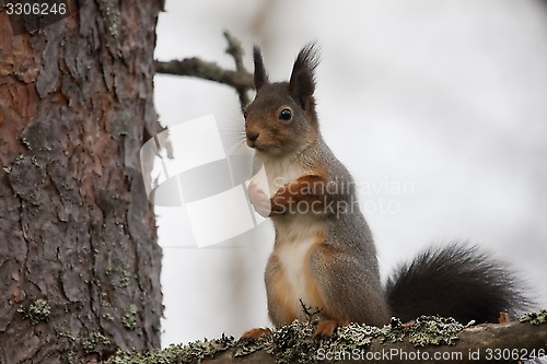 Image of squirrel