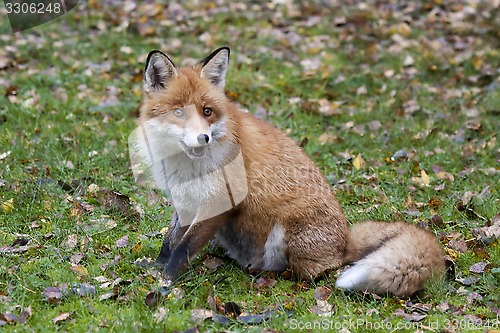 Image of red fox