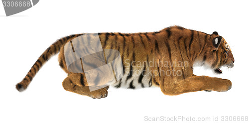 Image of Tiger