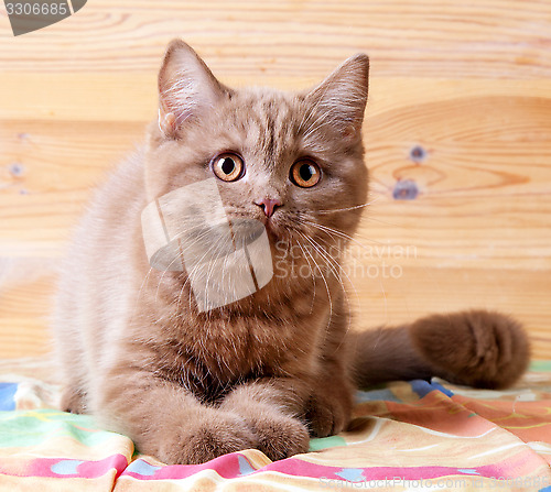 Image of british short hair kitten