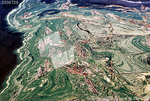 Image of Lake with a dense bloom of green algae.