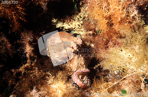 Image of Common Octopus in the Mediterranean Sea. Octopus Vulgaris.