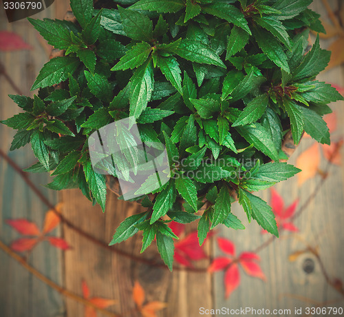 Image of Impatiens flower in home garden