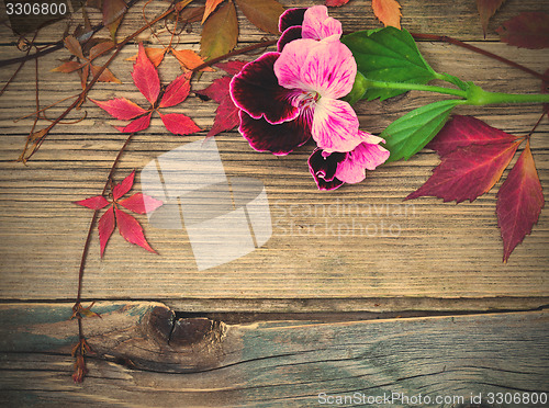 Image of pelargonium flower and herbarium