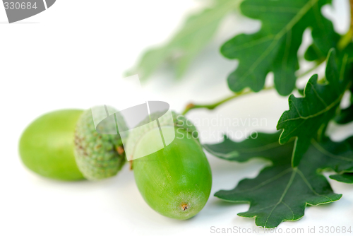 Image of Acorn oak branch