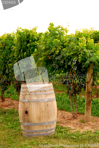 Image of Wine barrel at vineyard