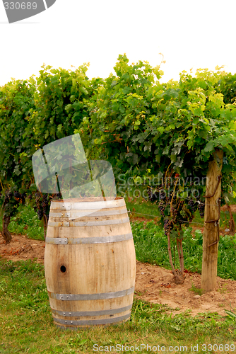 Image of Wine barrel at vineyard