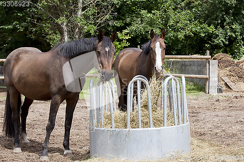 Image of Horses eat hay