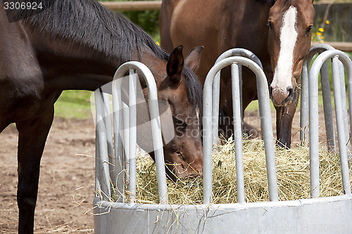 Image of Horses eating from hay rack 