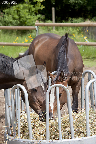 Image of two horses on hay rack