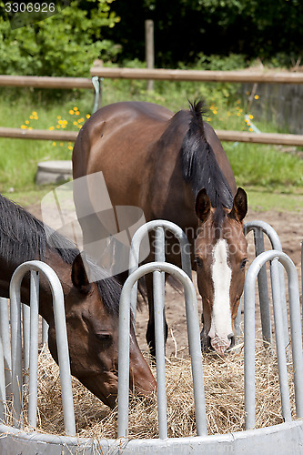 Image of Two horses eating hay
