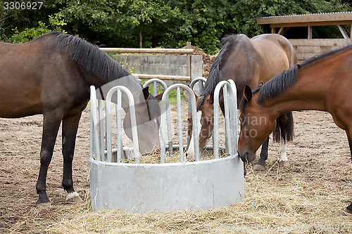 Image of three horses eat hay