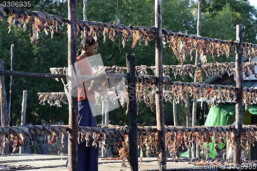 Image of ASIA MYANMAR MYEIK DRY FISH PRODUCTION