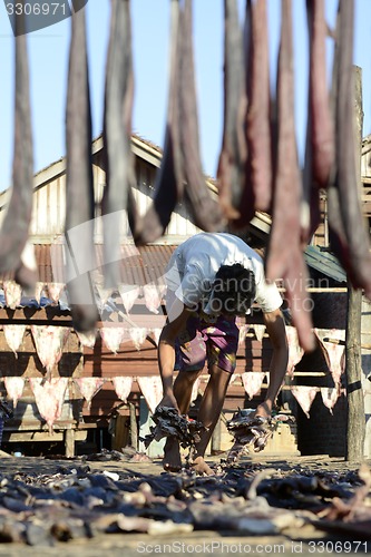 Image of ASIA MYANMAR MYEIK DRY FISH PRODUCTION