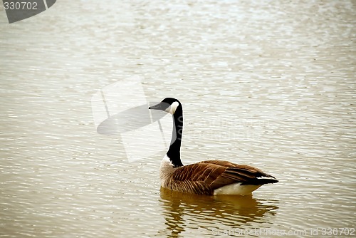 Image of Canada goose