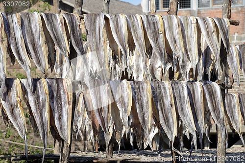 Image of ASIA MYANMAR MYEIK DRY FISH PRODUCTION