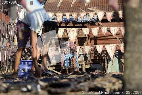 Image of ASIA MYANMAR MYEIK DRY FISH PRODUCTION