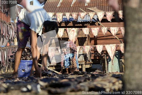 Image of ASIA MYANMAR MYEIK DRY FISH PRODUCTION