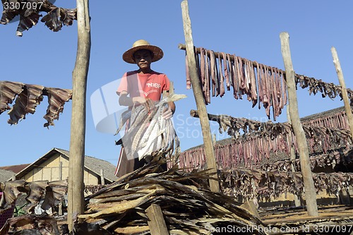 Image of ASIA MYANMAR MYEIK DRY FISH PRODUCTION