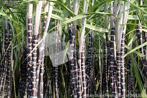 Image of ASIA MYANMAR MYEIK SUGAR