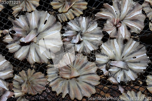 Image of ASIA MYANMAR MYEIK DRY FISH PRODUCTION