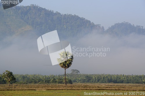 Image of ASIA MYANMAR MYEIK AGRACULTURE