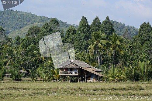 Image of ASIA MYANMAR MYEIK AGRACULTURE PEOPLE