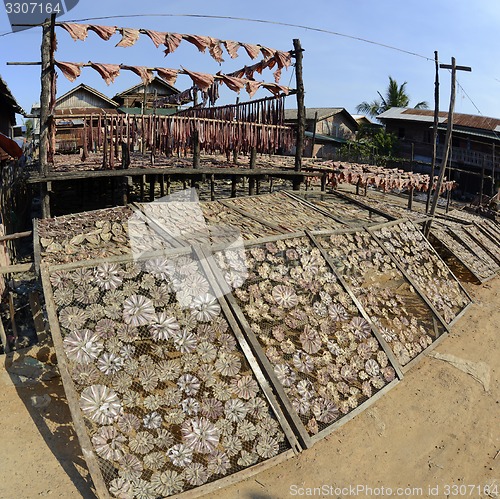 Image of ASIA MYANMAR MYEIK DRY FISH PRODUCTION