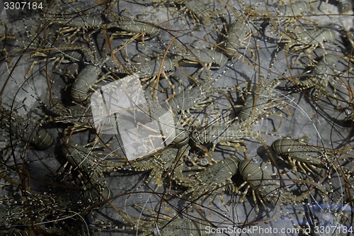 Image of ASIA MYANMAR MYEIK LOBSTER