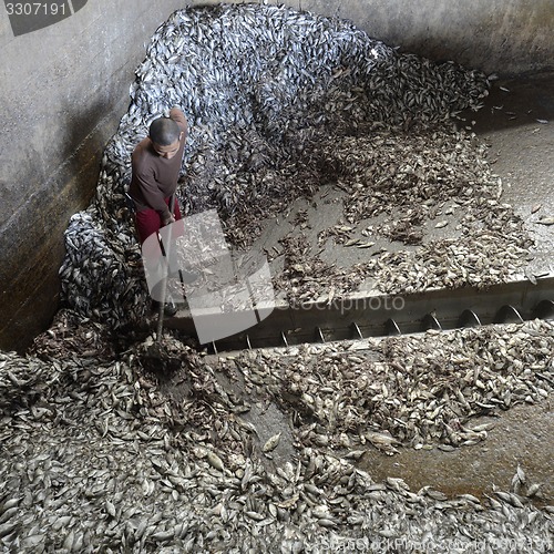 Image of ASIA MYANMAR MYEIK FISHMEAL PRODUCTION