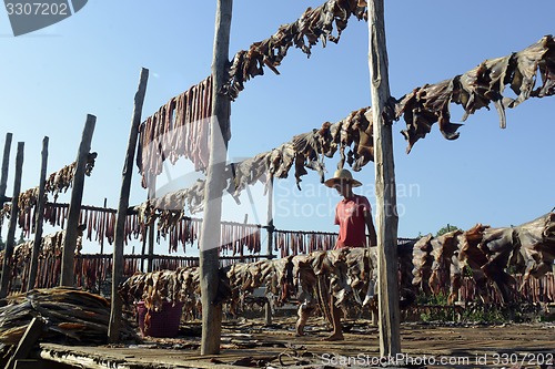 Image of ASIA MYANMAR MYEIK DRY FISH PRODUCTION