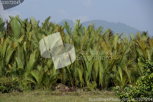Image of ASIA MYANMAR MYEIK AGRACULTURE