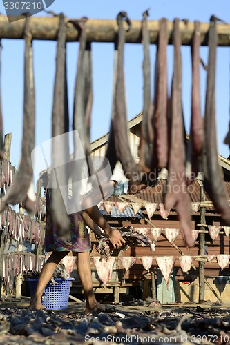 Image of ASIA MYANMAR MYEIK DRY FISH PRODUCTION