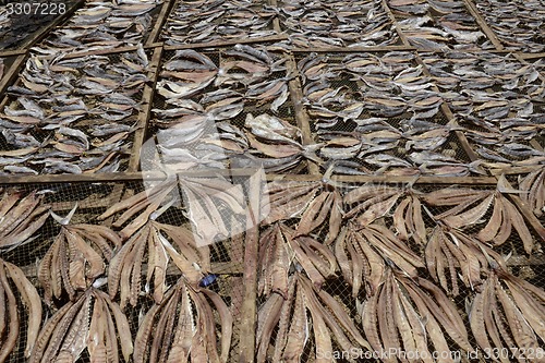 Image of ASIA MYANMAR MYEIK DRY FISH PRODUCTION