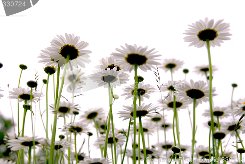 Image of Daisies on white