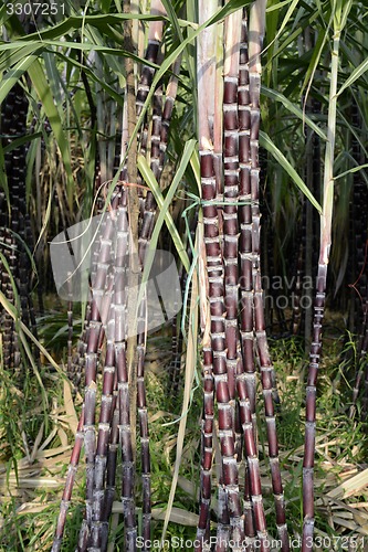 Image of ASIA MYANMAR MYEIK SUGAR