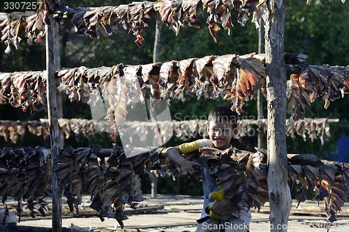 Image of ASIA MYANMAR MYEIK DRY FISH PRODUCTION